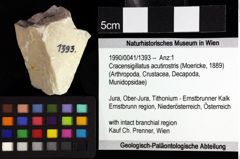 Foto (Objket + Etiketten) von Cracensigillatus acutirostris (Moericke, 1889) 